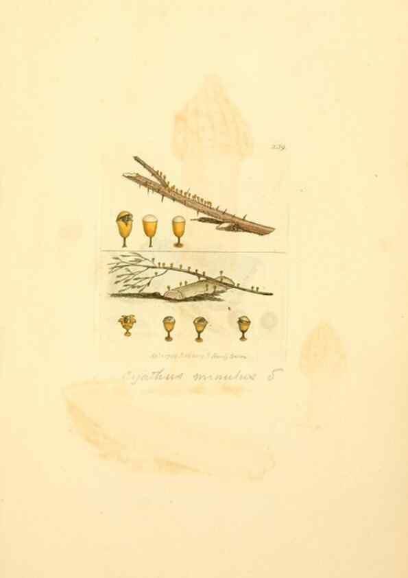 Reproducción/Reproduction 8230510812: Coloured figures of English fungi or mushrooms.. London,Printed by J. Davis,1797-[1809]