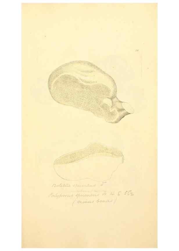 Reproducción/Reproduction 8229432465: Coloured figures of English fungi or mushrooms.. London,Printed by J. Davis,1797-[1809]