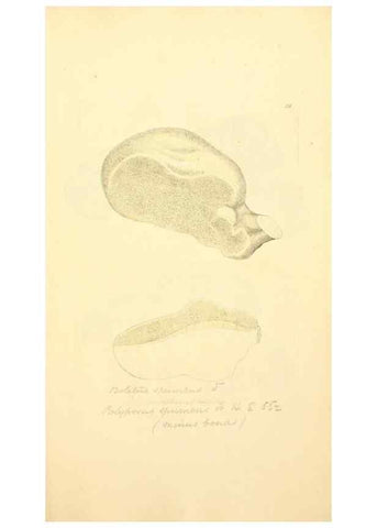 Reproducción/Reproduction 8229432465: Coloured figures of English fungi or mushrooms.. London,Printed by J. Davis,1797-[1809]