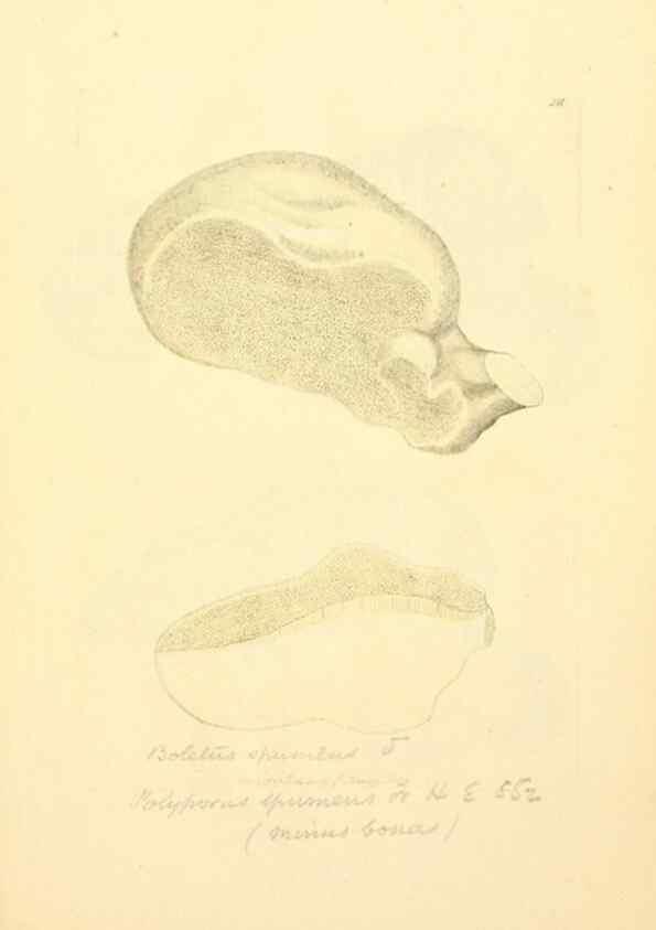 Reproducción/Reproduction 8229432465: Coloured figures of English fungi or mushrooms.. London,Printed by J. Davis,1797-[1809]