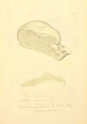 Reproducción/Reproduction 8229432465: Coloured figures of English fungi or mushrooms.. London,Printed by J. Davis,1797-[1809]