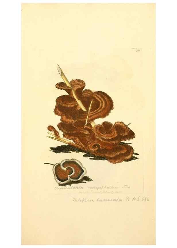 Reproducción/Reproduction 8229433381: Coloured figures of English fungi or mushrooms.. London,Printed by J. Davis,1797-[1809]