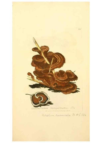 Reproducción/Reproduction 8229433381: Coloured figures of English fungi or mushrooms.. London,Printed by J. Davis,1797-[1809]