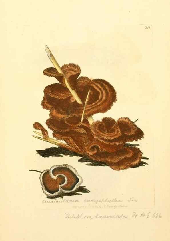 Reproducción/Reproduction 8229433381: Coloured figures of English fungi or mushrooms.. London,Printed by J. Davis,1797-[1809]