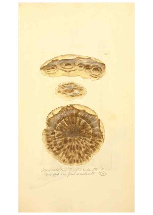 Reproducción/Reproduction 8229433765: Coloured figures of English fungi or mushrooms.. London,Printed by J. Davis,1797-[1809]