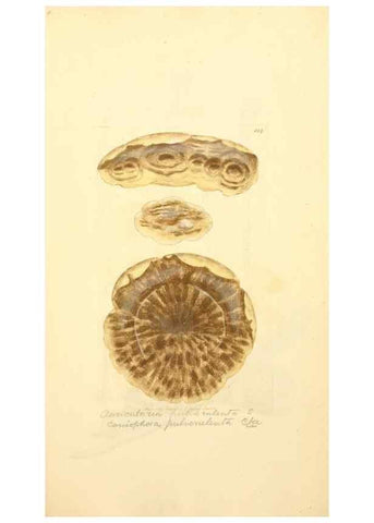 Reproducción/Reproduction 8229433765: Coloured figures of English fungi or mushrooms.. London,Printed by J. Davis,1797-[1809]
