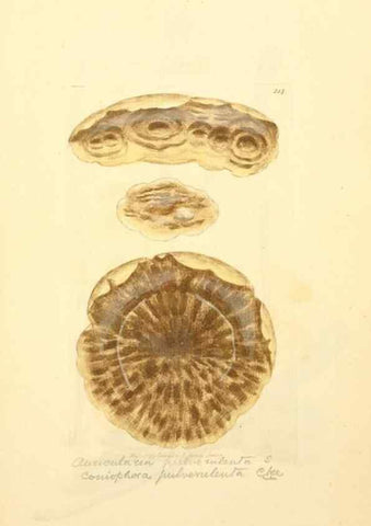 Reproducción/Reproduction 8229433765: Coloured figures of English fungi or mushrooms.. London,Printed by J. Davis,1797-[1809]
