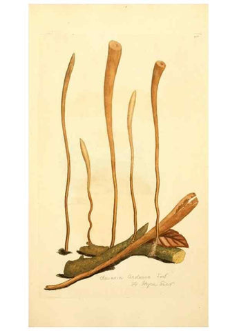 Reproducción/Reproduction 8229434223: Coloured figures of English fungi or mushrooms.. London,Printed by J. Davis,1797-[1809]