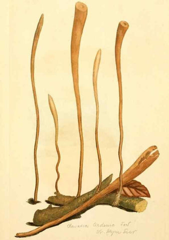 Reproducción/Reproduction 8229434223: Coloured figures of English fungi or mushrooms.. London,Printed by J. Davis,1797-[1809]