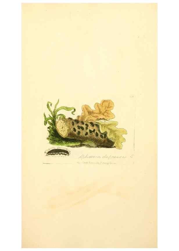 Reproducción/Reproduction 8230499990: Coloured figures of English fungi or mushrooms.. London,Printed by J. Davis,1797-[1809]