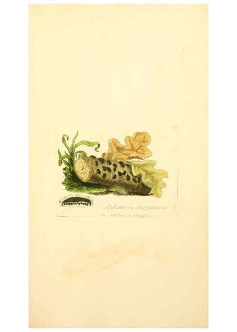 Reproducción/Reproduction 8230499990: Coloured figures of English fungi or mushrooms.. London,Printed by J. Davis,1797-[1809]