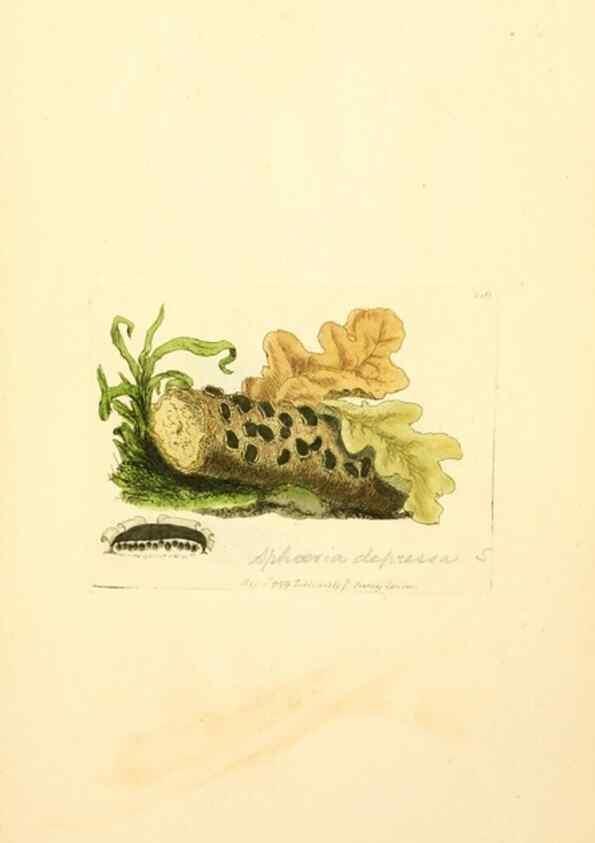 Reproducción/Reproduction 8230499990: Coloured figures of English fungi or mushrooms.. London,Printed by J. Davis,1797-[1809]