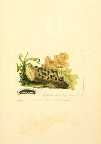 Reproducción/Reproduction 8230499990: Coloured figures of English fungi or mushrooms.. London,Printed by J. Davis,1797-[1809]