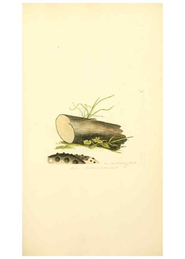 Reproducción/Reproduction 8229435039: Coloured figures of English fungi or mushrooms.. London,Printed by J. Davis,1797-[1809]