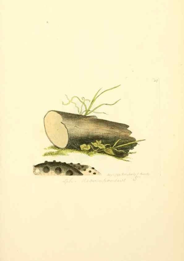 Reproducción/Reproduction 8229435039: Coloured figures of English fungi or mushrooms.. London,Printed by J. Davis,1797-[1809]