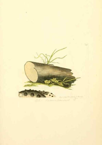 Reproducción/Reproduction 8229435039: Coloured figures of English fungi or mushrooms.. London,Printed by J. Davis,1797-[1809]