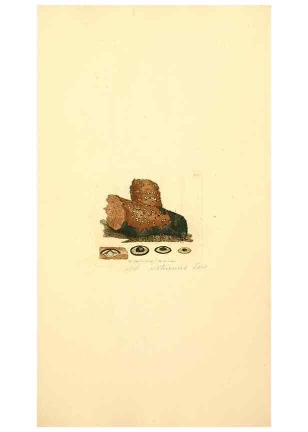 Reproducción/Reproduction 8230500804: Coloured figures of English fungi or mushrooms.. London,Printed by J. Davis,1797-[1809]