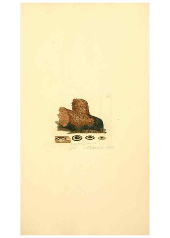 Reproducción/Reproduction 8230500804: Coloured figures of English fungi or mushrooms.. London,Printed by J. Davis,1797-[1809]