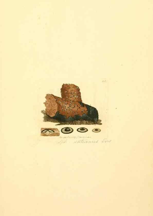 Reproducción/Reproduction 8230500804: Coloured figures of English fungi or mushrooms.. London,Printed by J. Davis,1797-[1809]