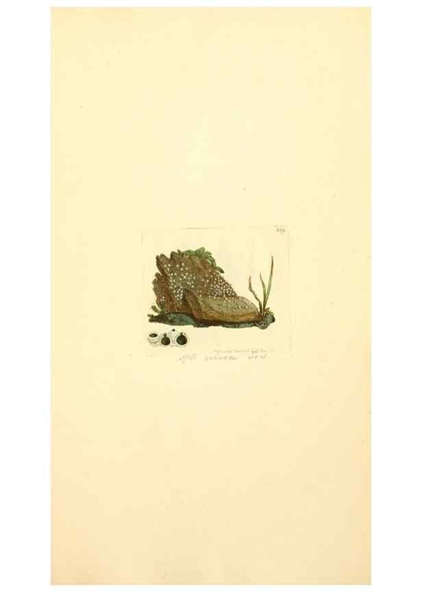 Reproducción/Reproduction 8229435817: Coloured figures of English fungi or mushrooms.. London,Printed by J. Davis,1797-[1809]