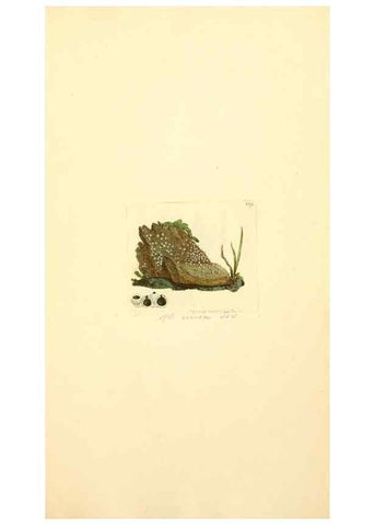 Reproducción/Reproduction 8229435817: Coloured figures of English fungi or mushrooms.. London,Printed by J. Davis,1797-[1809]