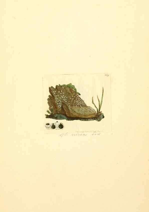 Reproducción/Reproduction 8229435817: Coloured figures of English fungi or mushrooms.. London,Printed by J. Davis,1797-[1809]