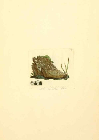 Reproducción/Reproduction 8229435817: Coloured figures of English fungi or mushrooms.. London,Printed by J. Davis,1797-[1809]