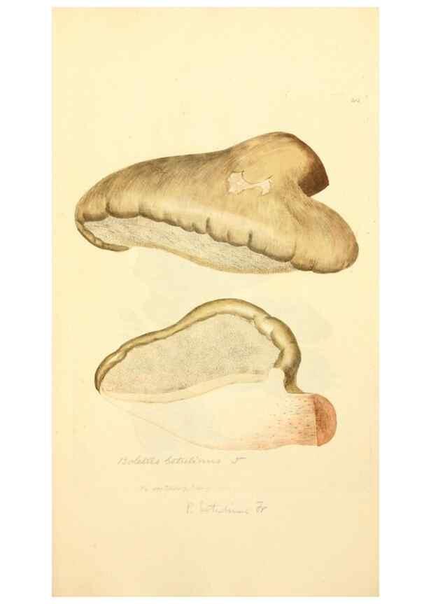 Reproducción/Reproduction 8229432979: Coloured figures of English fungi or mushrooms.. London,Printed by J. Davis,1797-[1809]