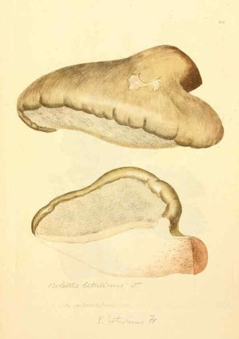 Reproducción/Reproduction 8229432979: Coloured figures of English fungi or mushrooms.. London,Printed by J. Davis,1797-[1809]
