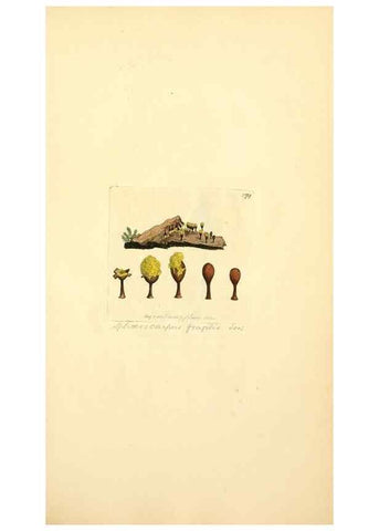 Reproducción/Reproduction 8230533118: Coloured figures of English fungi or mushrooms.. London,Printed by J. Davis,1797-[1809]