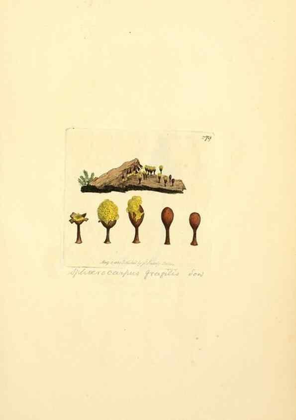 Reproducción/Reproduction 8230533118: Coloured figures of English fungi or mushrooms.. London,Printed by J. Davis,1797-[1809]