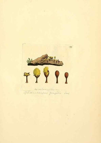 Reproducción/Reproduction 8230533118: Coloured figures of English fungi or mushrooms.. London,Printed by J. Davis,1797-[1809]
