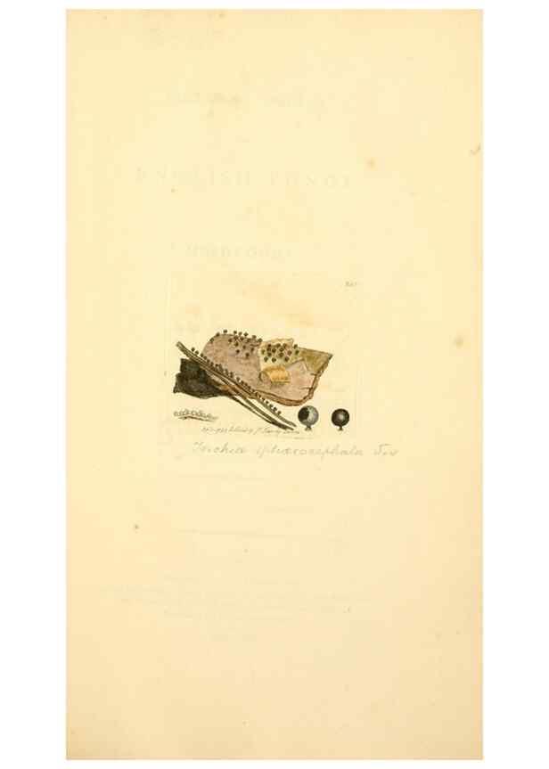 Reproducción/Reproduction 8229445921: Coloured figures of English fungi or mushrooms.. London,Printed by J. Davis,1797-[1809]