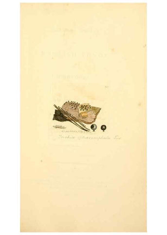 Reproducción/Reproduction 8229445921: Coloured figures of English fungi or mushrooms.. London,Printed by J. Davis,1797-[1809]