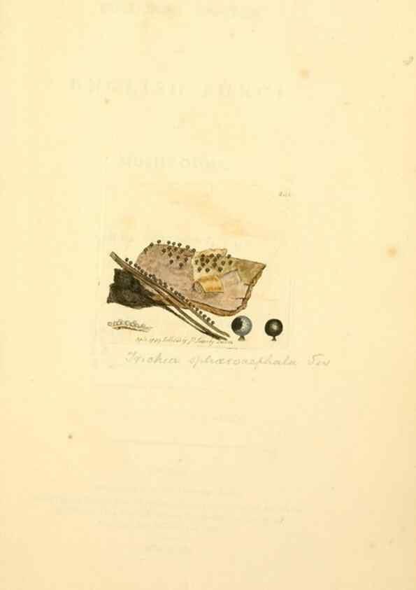 Reproducción/Reproduction 8229445921: Coloured figures of English fungi or mushrooms.. London,Printed by J. Davis,1797-[1809]