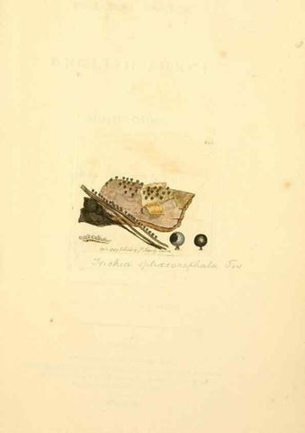 Reproducción/Reproduction 8229445921: Coloured figures of English fungi or mushrooms.. London,Printed by J. Davis,1797-[1809]