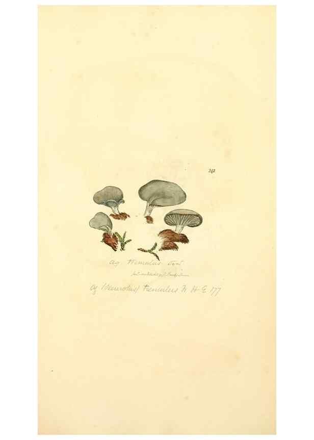 Reproducción/Reproduction 8230512254: Coloured figures of English fungi or mushrooms.. London,Printed by J. Davis,1797-[1809]