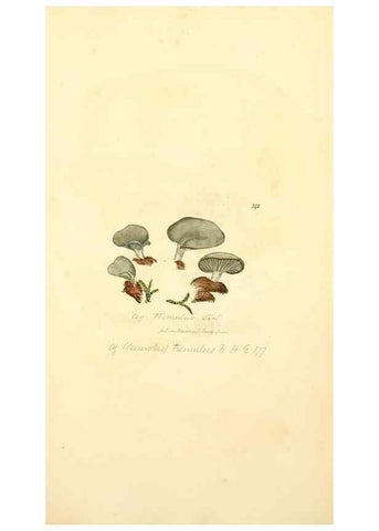 Reproducción/Reproduction 8230512254: Coloured figures of English fungi or mushrooms.. London,Printed by J. Davis,1797-[1809]