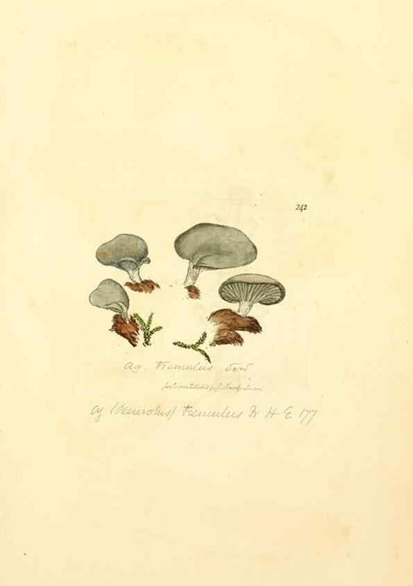 Reproducción/Reproduction 8230512254: Coloured figures of English fungi or mushrooms.. London,Printed by J. Davis,1797-[1809]