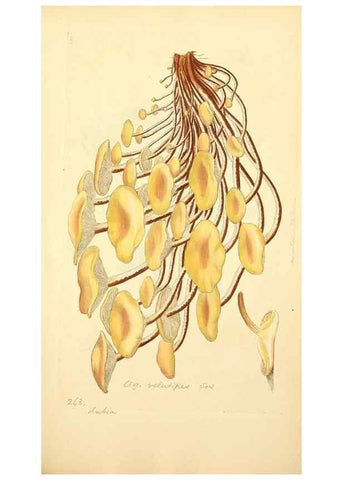 Reproducción/Reproduction 8229458165: Coloured figures of English fungi or mushrooms.. London,Printed by J. Davis,1797-[1809]