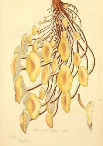 Reproducción/Reproduction 8229458165: Coloured figures of English fungi or mushrooms.. London,Printed by J. Davis,1797-[1809]
