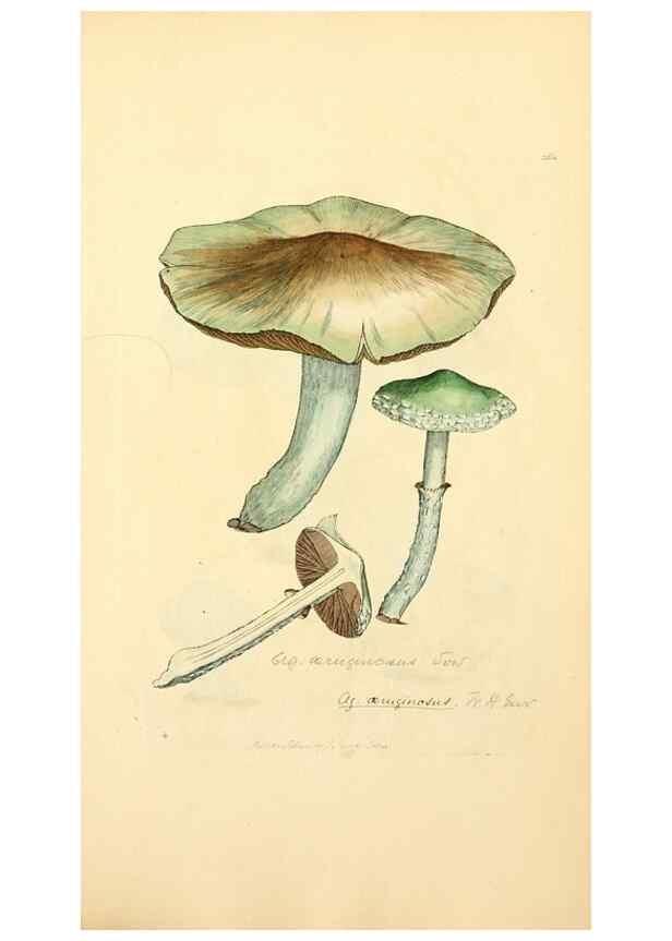 Reproducción/Reproduction 8230523738: Coloured figures of English fungi or mushrooms.. London,Printed by J. Davis,1797-[1809]