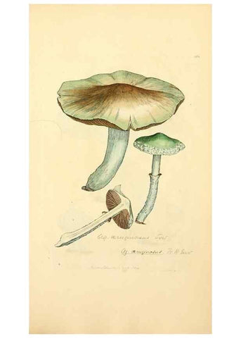 Reproducción/Reproduction 8230523738: Coloured figures of English fungi or mushrooms.. London,Printed by J. Davis,1797-[1809]