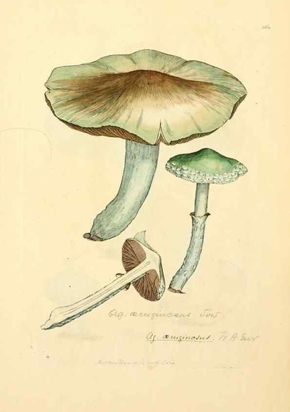 Reproducción/Reproduction 8230523738: Coloured figures of English fungi or mushrooms.. London,Printed by J. Davis,1797-[1809]