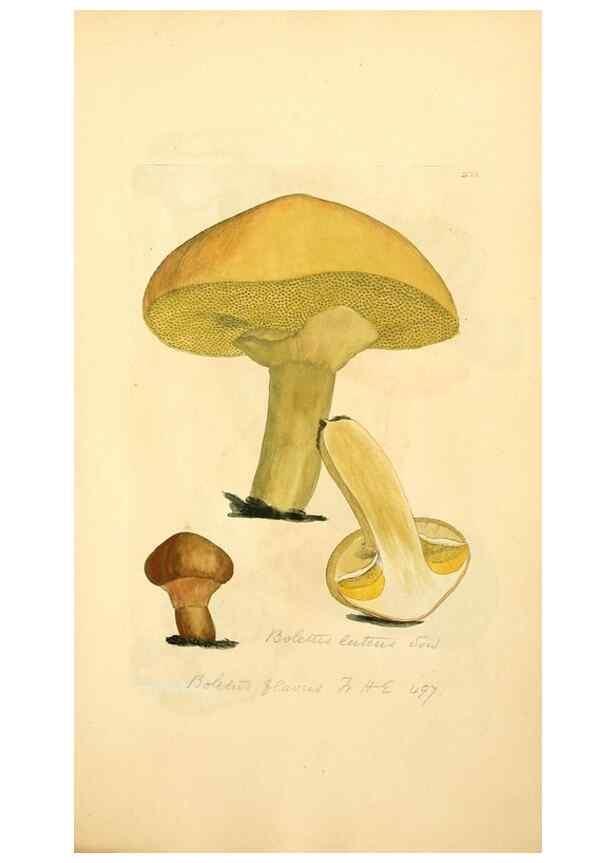 Reproducción/Reproduction 8230524530: Coloured figures of English fungi or mushrooms.. London,Printed by J. Davis,1797-[1809]
