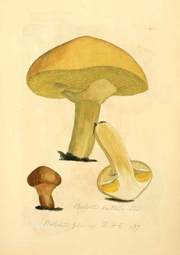 Reproducción/Reproduction 8230524530: Coloured figures of English fungi or mushrooms.. London,Printed by J. Davis,1797-[1809]