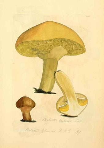 Reproducción/Reproduction 8230524530: Coloured figures of English fungi or mushrooms.. London,Printed by J. Davis,1797-[1809]