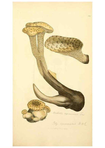 Reproducción/Reproduction 8229459935: Coloured figures of English fungi or mushrooms.. London,Printed by J. Davis,1797-[1809]