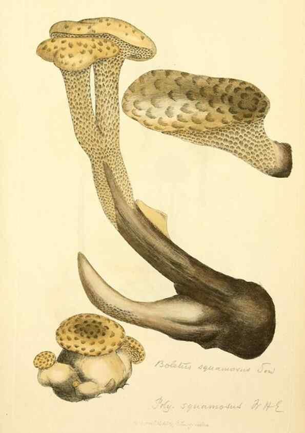 Reproducción/Reproduction 8229459935: Coloured figures of English fungi or mushrooms.. London,Printed by J. Davis,1797-[1809]