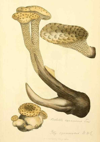 Reproducción/Reproduction 8229459935: Coloured figures of English fungi or mushrooms.. London,Printed by J. Davis,1797-[1809]